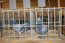 Nazwa pliku=DSC00375.JPG
Wielkość pliku=6057KiB
Rozmiar=4592x3056
Data dodania= 07, Grudzień 2015 DSC00375.JPG